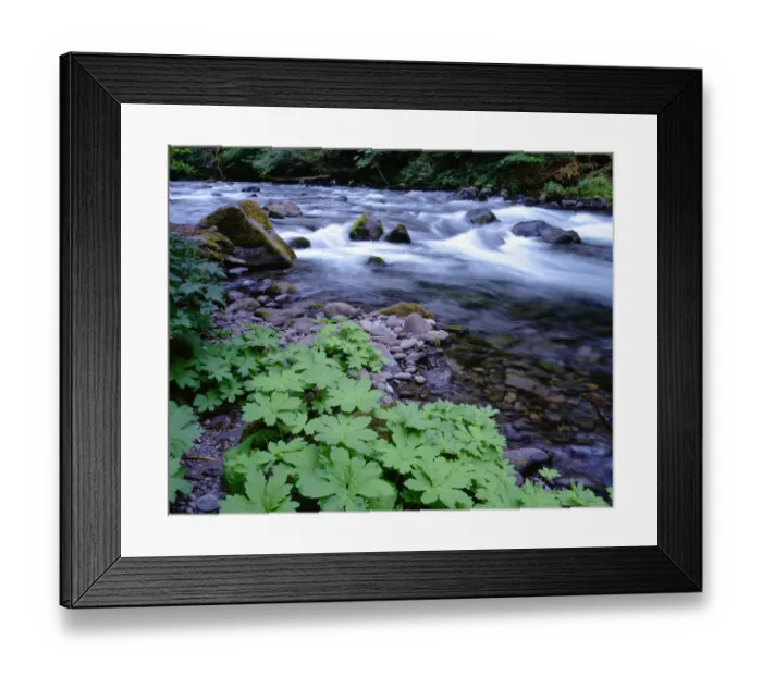 Framed Print : USA, Oregon, Willamette National Forest. South Fork of the McKenzie River with coltsfoot in spring Framed Print : USA, Oregon, Willamette National Forest. South Fork of the McKenzie River with coltsfoot in spring