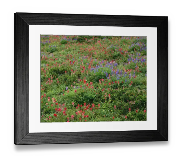 Framed Print : USA, Oregon, Mount Hood National Forest. Mount Hood Wilderness, Paintbrush, lupine Framed Print : USA, Oregon, Mount Hood National Forest. Mount Hood Wilderness, Paintbrush, lupine