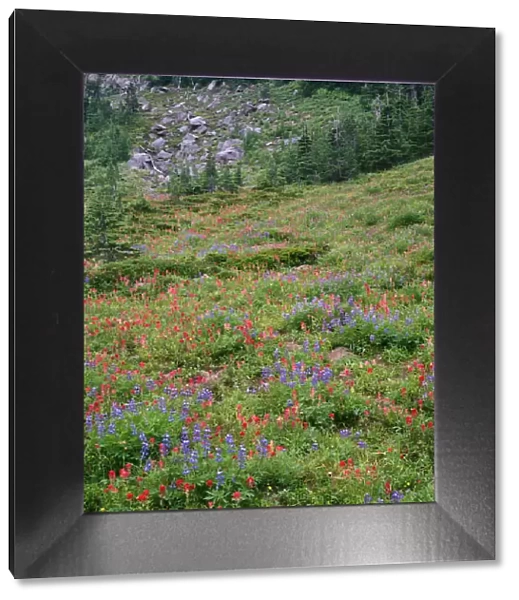 USA, Oregon, Mount Hood Wilderness, Mount Hood National Forest, Paintbrush and lupine