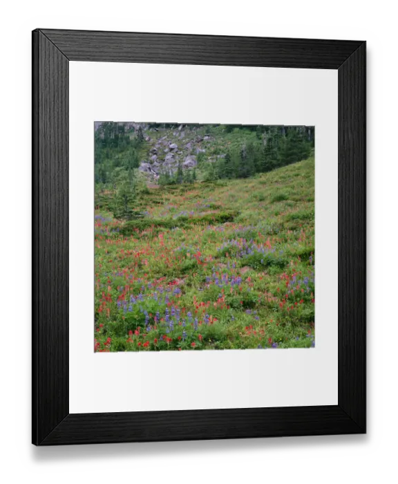 Framed Print : USA, Oregon, Mount Hood Wilderness, Mount Hood National Forest, Paintbrush and lupine