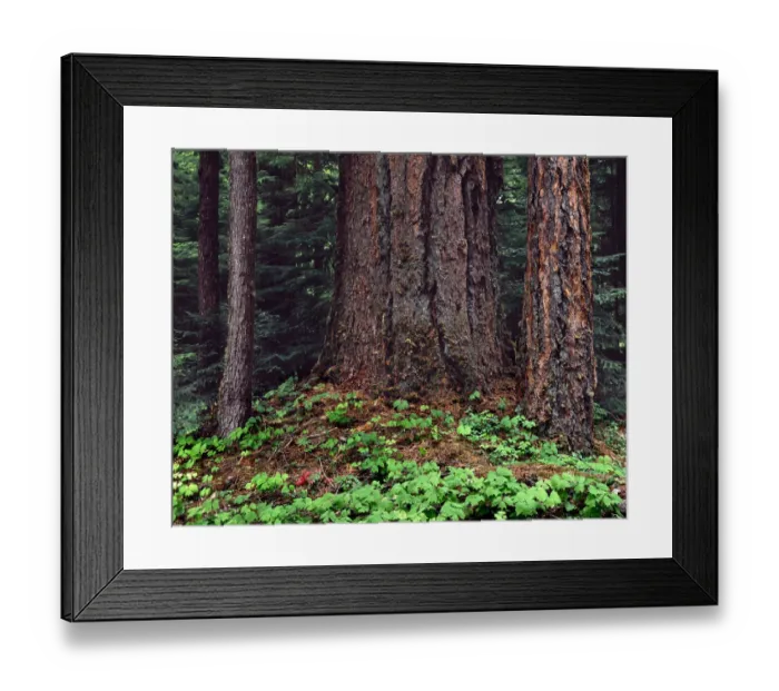 Framed Print : USA, Oregon, Willamette National Forest. Large trunk of old growth Douglas fir Framed Print : USA, Oregon, Willamette National Forest. Large trunk of old growth Douglas fir