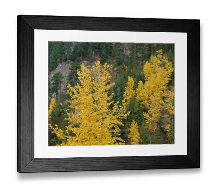 Framed Print : USA, Oregon, Mount Hood National Forest. Fall colored black cottonwood and conifers