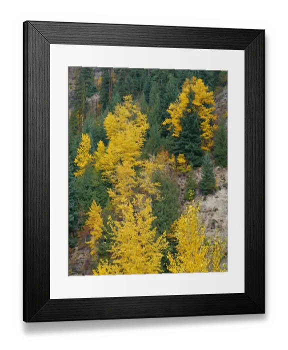 Framed Print : USA, Oregon, Mount Hood National Forest. Fall colored black cottonwood and conifers Framed Print : USA, Oregon, Mount Hood National Forest. Fall colored black cottonwood and conifers