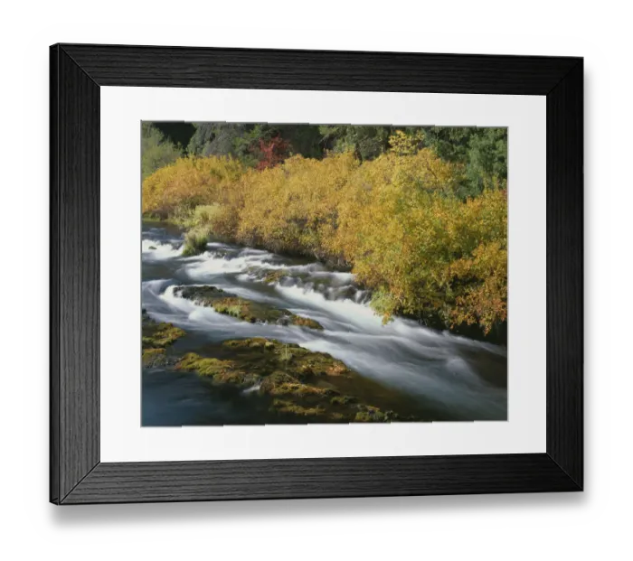 Framed Print : USA, Oregon, Deschutes National Forest. Fall colored shrubs along the Metolius River
