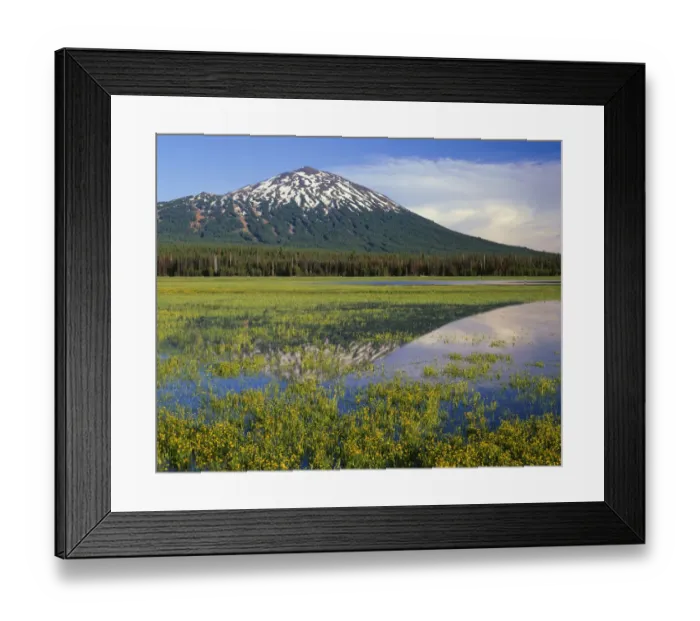 Framed Print : USA, Oregon, Deschutes National Forest. Mount Bachelor reflecting in shallow marsh Framed Print : USA, Oregon, Deschutes National Forest. Mount Bachelor reflecting in shallow marsh