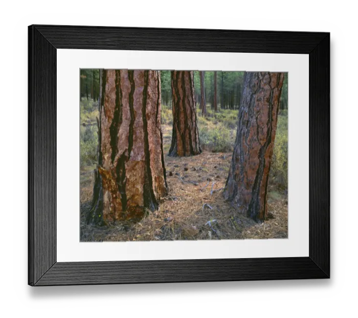 Framed Print : USA, Oregon, Deschutes National Forest. Trunks of mature ponderosa pine in autumn, Metolius Valley Framed Print : USA, Oregon, Deschutes National Forest. Trunks of mature ponderosa pine in autumn, Metolius Valley