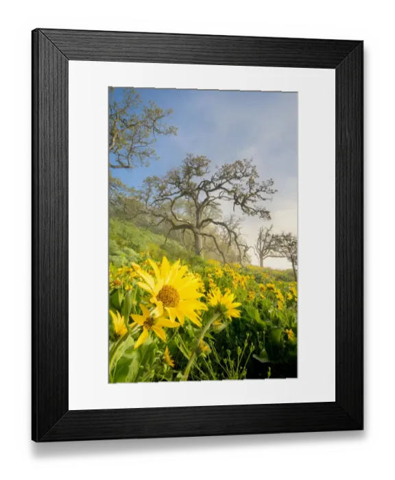 Framed Print : USA, Oregon. Arrowleaf Balsamroot (Balsamorhiza sagittata) flowers and oak trees