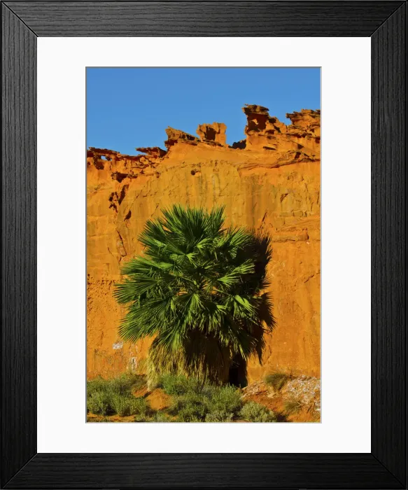 Framed Print : USA, Nevada, Mesquite. Gold Butte National Monument, Little Finland, Palm tree in Framed Print : USA, Nevada, Mesquite. Gold Butte National Monument, Little Finland, Palm tree in
