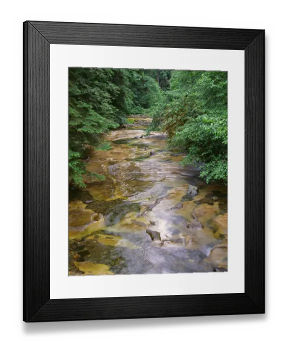 Framed Print : USA, Oregon. Willamette National Forest, conifers and alders line banks of Soda Creek