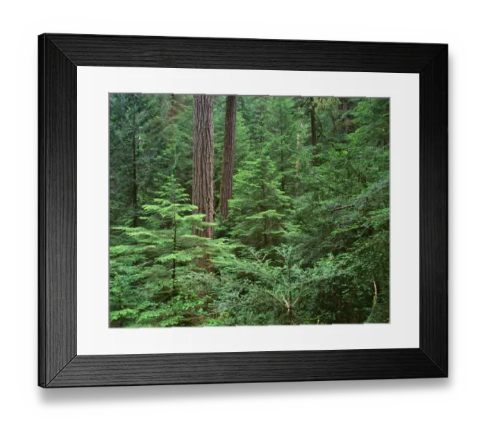 Framed Print : USA, Oregon. Willamette National Forest, Middle Santiam Wilderness, large Douglas Framed Print : USA, Oregon. Willamette National Forest, Middle Santiam Wilderness, large Douglas