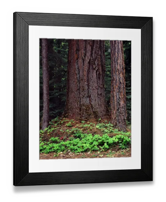 Framed Print : USA, Oregon. Willamette National Forest, large trunk of old growth Douglas fir Framed Print : USA, Oregon. Willamette National Forest, large trunk of old growth Douglas fir