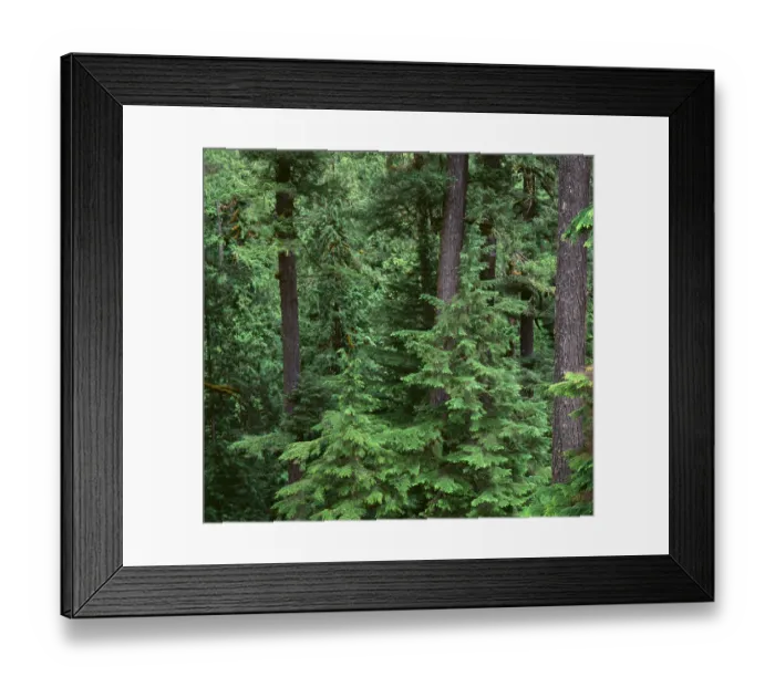 Framed Print : USA, Oregon. Willamette National Forest, Middle Santiam Wilderness, Old-growth forest