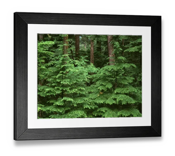 Framed Print : USA, Oregon. Willamette National Forest, Middle Santiam Wilderness, spring growth Framed Print : USA, Oregon. Willamette National Forest, Middle Santiam Wilderness, spring growth