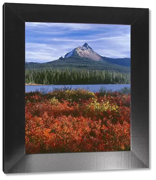 USA, Oregon. Willamette National Forest, Mount Washington rises beyond autumn-colored huckleberry
