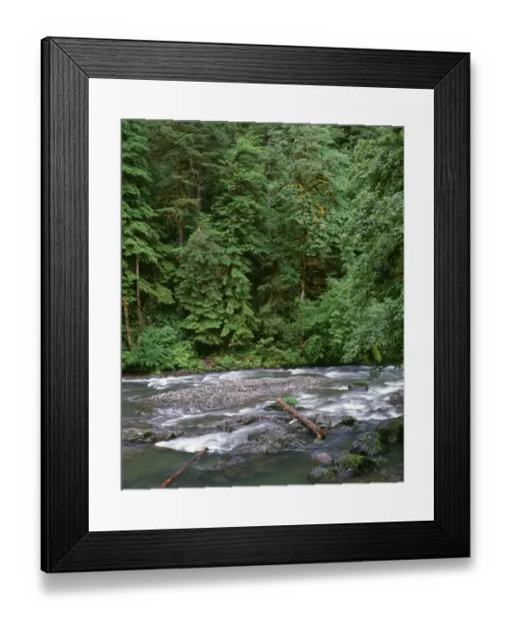 Framed Print : USA, Oregon. Willamette National Forest, South Santiam River and lush old growth forest Framed Print : USA, Oregon. Willamette National Forest, South Santiam River and lush old growth forest