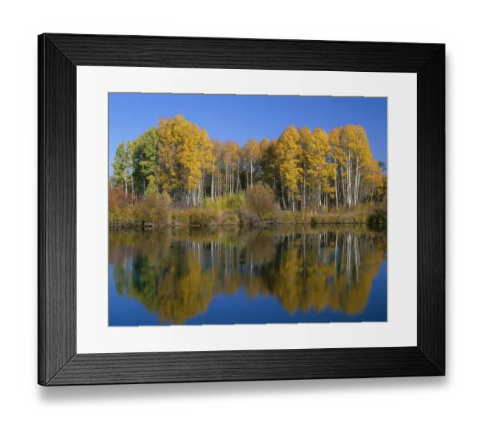 Framed Print : USA, Oregon. Deschutes National Forest, autumn colored quaking aspen trees reflect Framed Print : USA, Oregon. Deschutes National Forest, autumn colored quaking aspen trees reflect