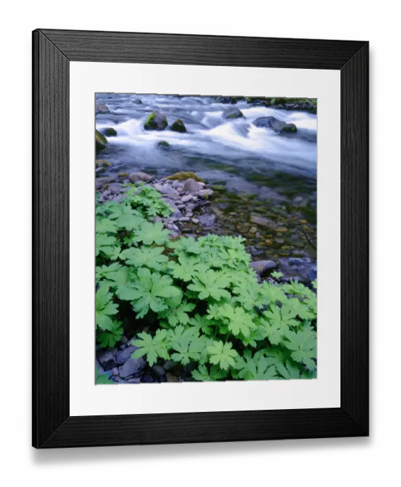 Framed Print : USA, Oregon. Willamette National Forest, South Fork of the McKenzie River with coltsfoot in spring