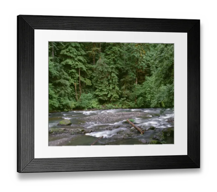 Framed Print : USA, Oregon. Willamette National Forest, South Santiam River and lush old growth forest Framed Print : USA, Oregon. Willamette National Forest, South Santiam River and lush old growth forest