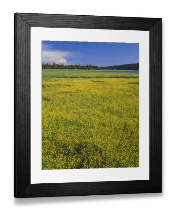 Framed Print : USA, Oregon. Deschutes National Forest, extensive bloom of subalpine buttercup in