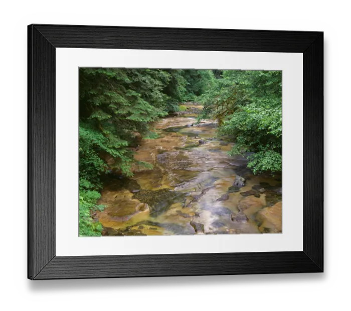 Framed Print : USA, Oregon. Willamette National Forest, conifers and alders line banks of Soda Creek Framed Print : USA, Oregon. Willamette National Forest, conifers and alders line banks of Soda Creek