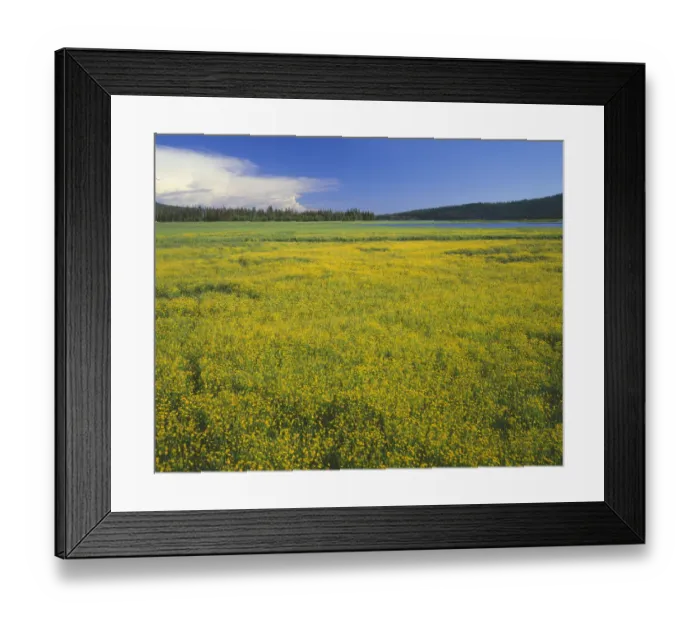 Framed Print : USA, Oregon. Deschutes National Forest, extensive bloom of subalpine buttercup in Framed Print : USA, Oregon. Deschutes National Forest, extensive bloom of subalpine buttercup in