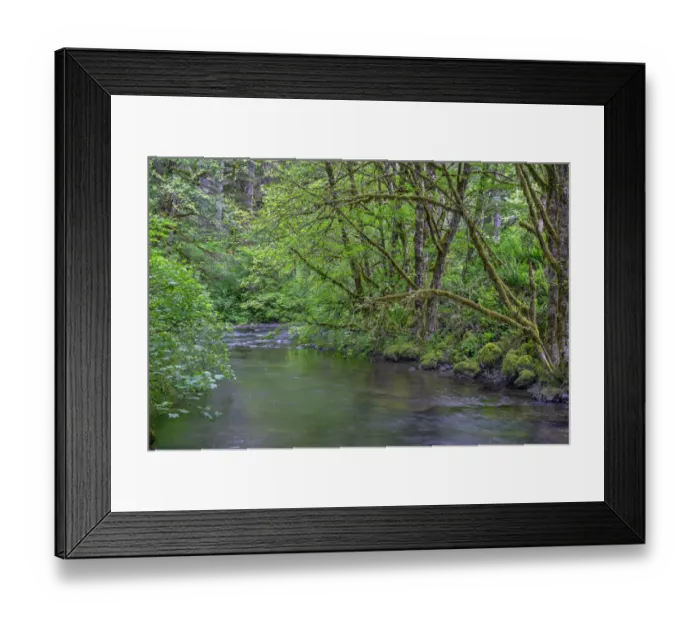 Framed Print : USA, Oregon. Silver Falls State Park, spring flora, primarily maple and red alder Framed Print : USA, Oregon. Silver Falls State Park, spring flora, primarily maple and red alder