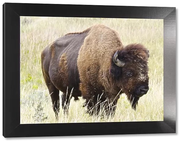 USA, North Dakota, Medora. Theodore Roosevelt National Park, North Unit, American Bison