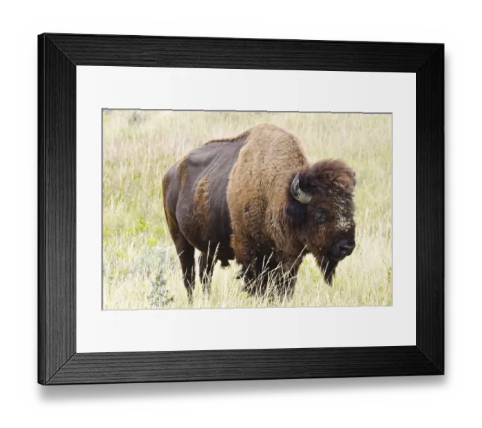 Framed Print : USA, North Dakota, Medora. Theodore Roosevelt National Park, North Unit, American Bison Framed Print : USA, North Dakota, Medora. Theodore Roosevelt National Park, North Unit, American Bison