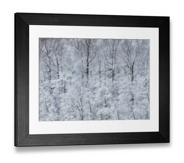 Framed Print : USA, New York State. Snow covered trees, Green Lakes State Park Framed Print : USA, New York State. Snow covered trees, Green Lakes State Park