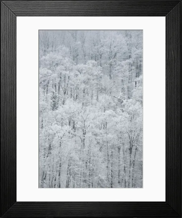 Framed Print : USA, New York State. Snow covered trees, Green Lakes State Park Framed Print : USA, New York State. Snow covered trees, Green Lakes State Park