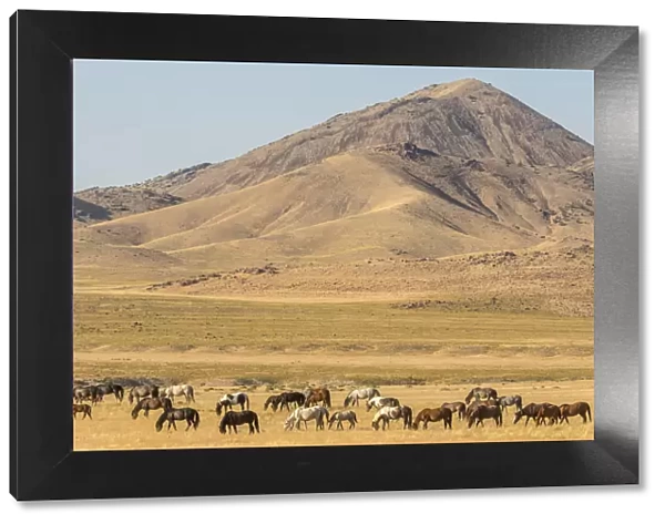 USA, Utah, Tooele County. Wild horse herd grazing