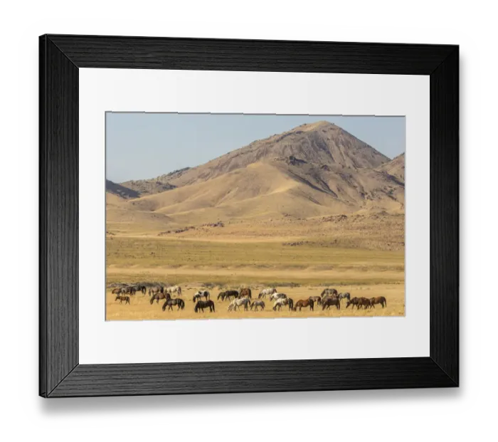 Framed Print : USA, Utah, Tooele County. Wild horse herd grazing Framed Print : USA, Utah, Tooele County. Wild horse herd grazing