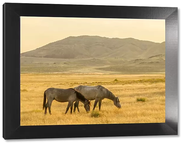 USA, Utah, Tooele County. Wild horses at sunrise