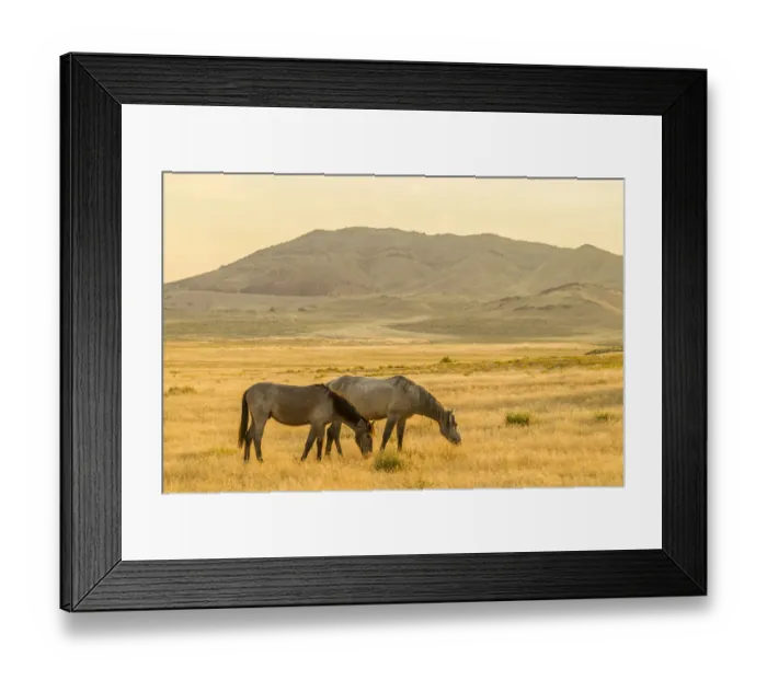 Framed Print : USA, Utah, Tooele County. Wild horses at sunrise Framed Print : USA, Utah, Tooele County. Wild horses at sunrise