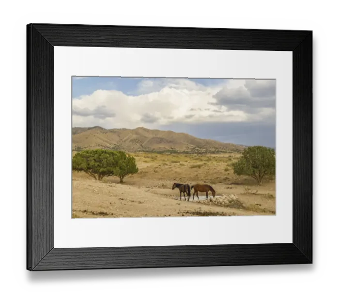 Framed Print : USA, Utah, Tooele County. Wild horses drinking from waterhole