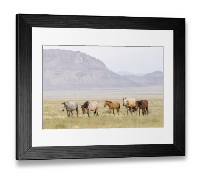 Framed Print : USA, Utah, Tooele County. Wild horses walking Framed Print : USA, Utah, Tooele County. Wild horses walking