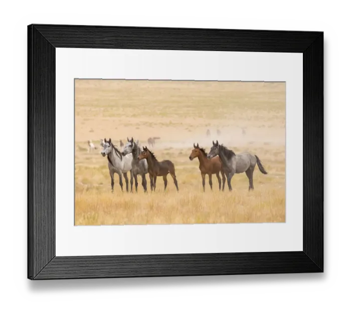 Framed Print : USA, Utah, Tooele County. Wild horses alert Framed Print : USA, Utah, Tooele County. Wild horses alert