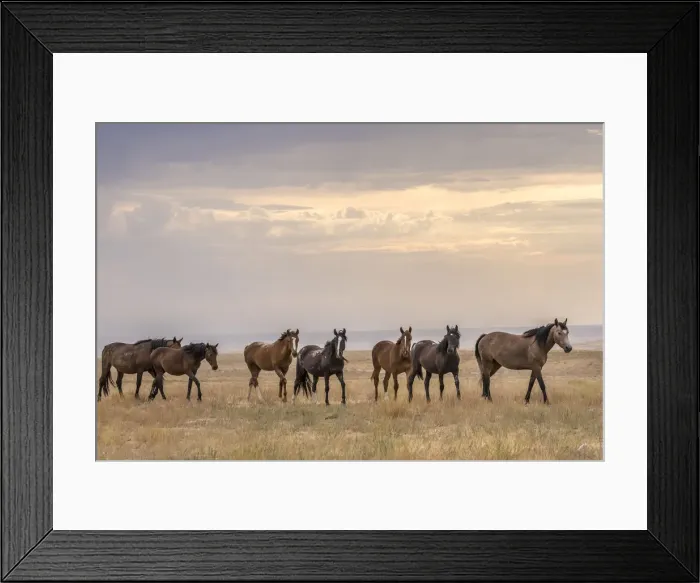 Framed Print : USA, Utah, Tooele County. Wild horses walking Framed Print : USA, Utah, Tooele County. Wild horses walking