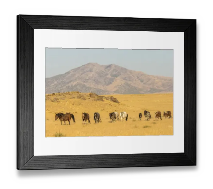 Framed Print : USA, Utah, Tooele County. Wild horses walking