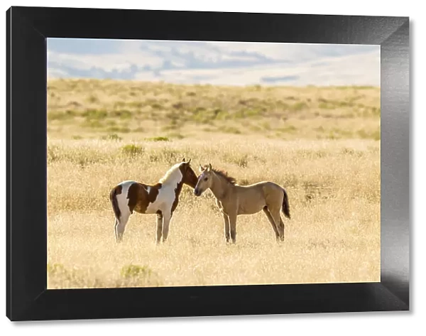 USA, Utah, Tooele County. Wild horse foals greeting