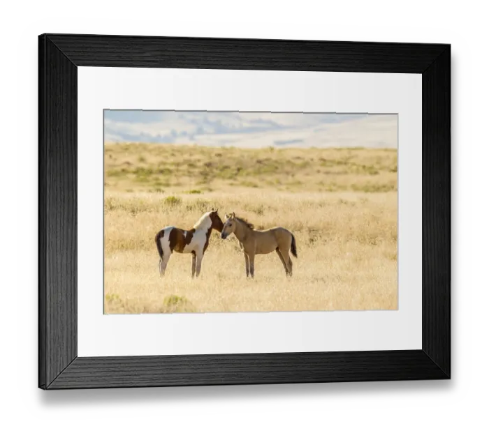 Framed Print : USA, Utah, Tooele County. Wild horse foals greeting Framed Print : USA, Utah, Tooele County. Wild horse foals greeting