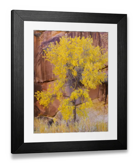 Framed Print : Utah, Capitol Reef National Park, Cottonwood tree
