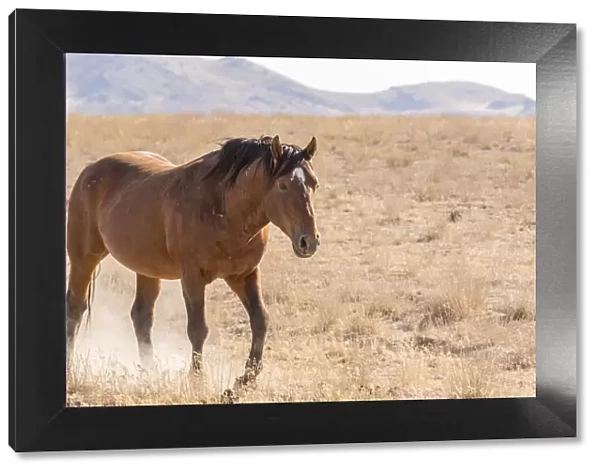 USA, Utah, Tooele County. Wild horse adult walking