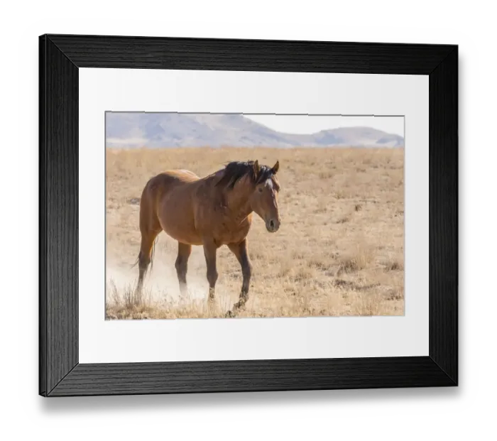 Framed Print : USA, Utah, Tooele County. Wild horse adult walking Framed Print : USA, Utah, Tooele County. Wild horse adult walking
