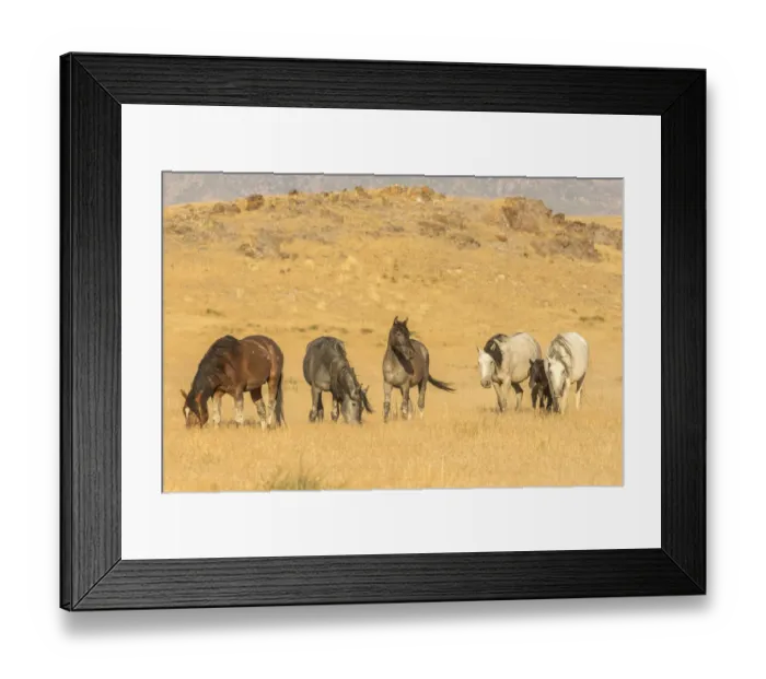 Framed Print : USA, Utah, Tooele County. Wild horses on plain Framed Print : USA, Utah, Tooele County. Wild horses on plain