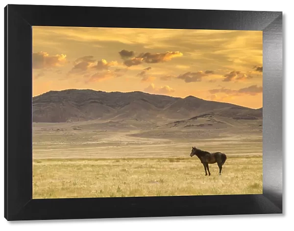 USA, Utah, Tooele County. Wild horse at sunrise