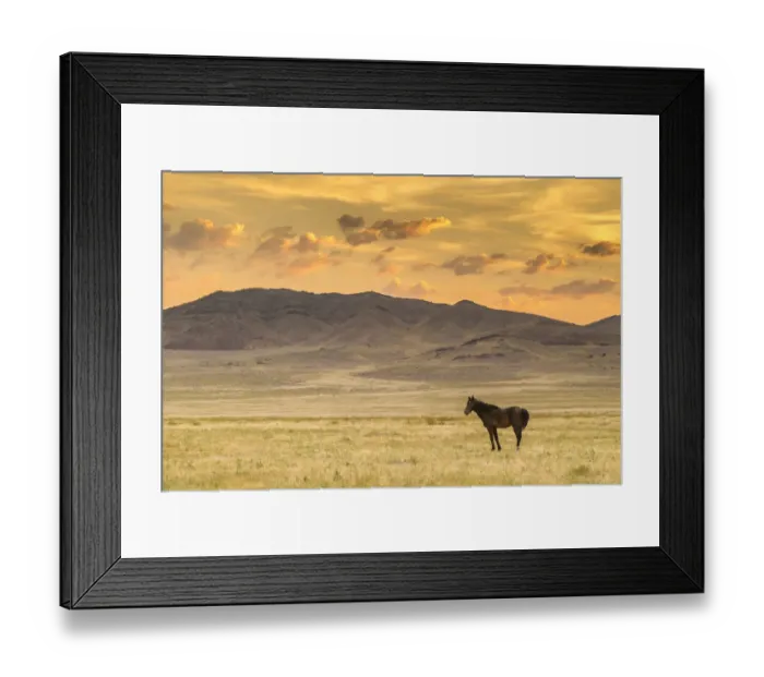 Framed Print : USA, Utah, Tooele County. Wild horse at sunrise