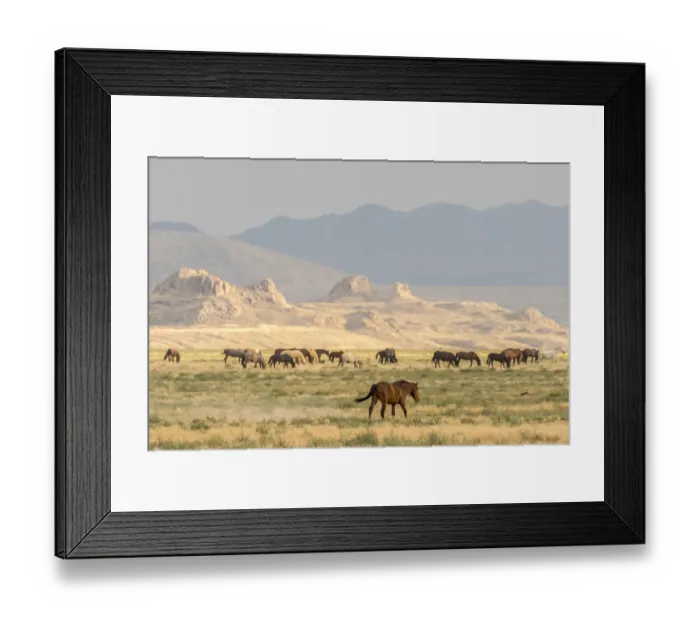 Framed Print : USA, Utah, Tooele County. Wild horses grazing Framed Print : USA, Utah, Tooele County. Wild horses grazing