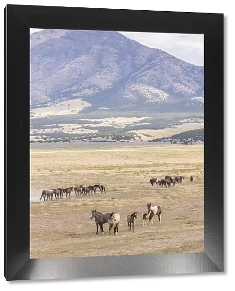 USA, Utah, Tooele County. Wild horse bands and mountain