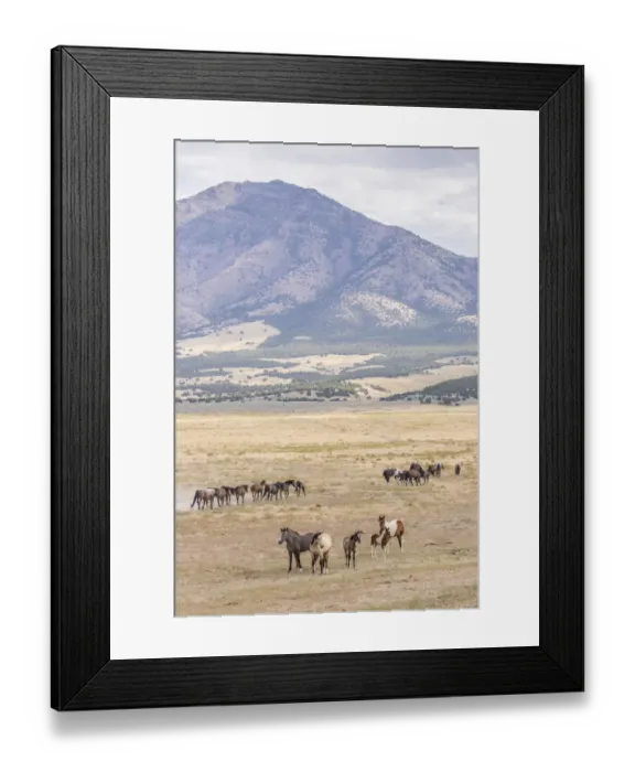 Framed Print : USA, Utah, Tooele County. Wild horse bands and mountain